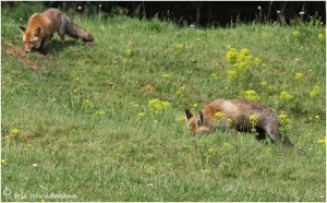 https://www.waibe.fr/sites/photoeg/medias/images/__HIDDEN__galerie_24/2017-renard_27.jpg