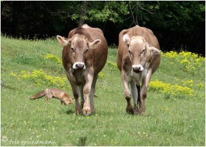 https://www.waibe.fr/sites/photoeg/medias/images/__HIDDEN__galerie_24/2017-renard_32.jpg