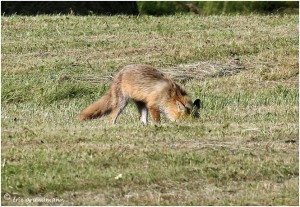 https://www.waibe.fr/sites/photoeg/medias/images/__HIDDEN__galerie_24/2017-renard_51.jpg