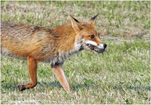 https://www.waibe.fr/sites/photoeg/medias/images/__HIDDEN__galerie_24/2017-renard_56g.jpg