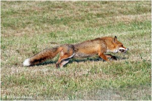 https://www.waibe.fr/sites/photoeg/medias/images/__HIDDEN__galerie_24/2017-renard_57.jpg