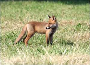 https://www.waibe.fr/sites/photoeg/medias/images/__HIDDEN__galerie_24/renard_30s.jpg