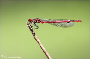 https://www.waibe.fr/sites/photoeg/medias/images/__HIDDEN__galerie_25/2019-demoiselle_03.jpg