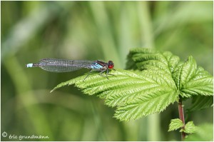 https://www.waibe.fr/sites/photoeg/medias/images/__HIDDEN__galerie_25/2019-demoiselle_04.jpg