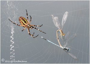 https://www.waibe.fr/sites/photoeg/medias/images/__HIDDEN__galerie_28/argiope_lib_02N.jpg