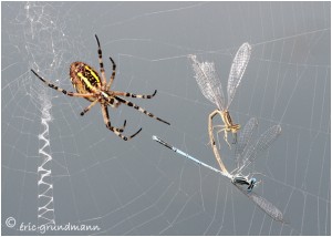 https://www.waibe.fr/sites/photoeg/medias/images/__HIDDEN__galerie_28/argiope_lib_02N.jpg