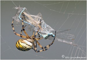 https://www.waibe.fr/sites/photoeg/medias/images/__HIDDEN__galerie_28/argiope_lib_06.jpg