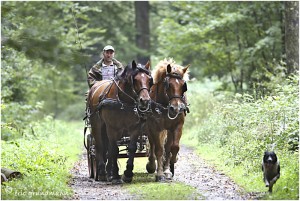 https://www.waibe.fr/sites/photoeg/medias/images/__HIDDEN__galerie_45/chevaux_021.jpg