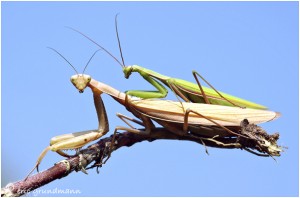 https://www.waibe.fr/sites/photoeg/medias/images/__HIDDEN__galerie_7/accouplement_mantes_01b.jpg