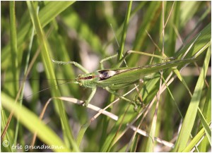 https://www.waibe.fr/sites/photoeg/medias/images/mantes_2/camouflage_03.jpg