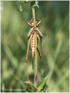 https://www.waibe.fr/sites/photoeg/medias/images/mantes_2/dectique_cache_06.jpg