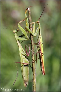 https://www.waibe.fr/sites/photoeg/medias/images/mantes_2/mante_couple.jpg