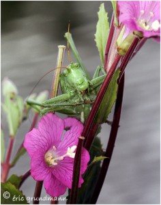 https://www.waibe.fr/sites/photoeg/medias/images/mantes_2/sauterelle_1.jpg