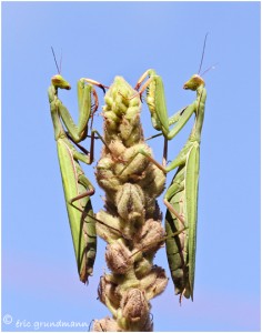 https://www.waibe.fr/sites/photoeg/medias/images/new_nature/2013-mantes_02c.jpg