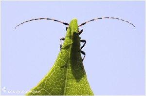 https://www.waibe.fr/sites/photoeg/medias/images/new_nature/COL-monochamus_galloprovincialis_04.jpg