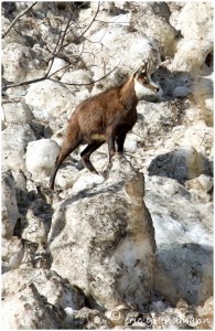 https://www.waibe.fr/sites/photoeg/medias/images/new_nature/chamois_20x30_04b.jpg