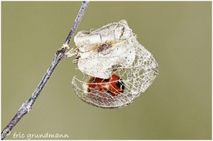 https://www.waibe.fr/sites/photoeg/medias/images/new_nature/coccinnelle_20x30-01b.jpg