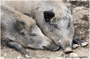 https://www.waibe.fr/sites/photoeg/medias/images/new_nature/cochon_42_2x30_2.jpg