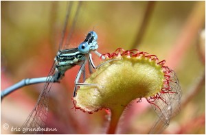 https://www.waibe.fr/sites/photoeg/medias/images/new_nature/drosera_120.jpg