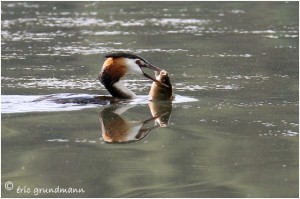 https://www.waibe.fr/sites/photoeg/medias/images/new_nature/grebe_110B.jpg