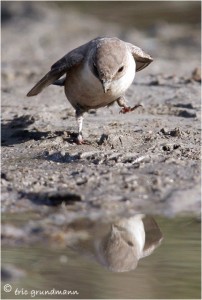 https://www.waibe.fr/sites/photoeg/medias/images/new_nature/hirondelle_de_roche_s8c.jpg