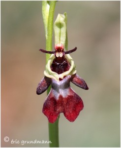 https://www.waibe.fr/sites/photoeg/medias/images/new_nature/orchidees__7_.jpg
