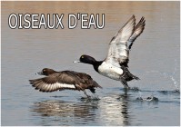 oiseaux d eau 4