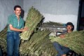 https://www.waibe.fr/sites/sawadi/medias/images/plant_de_cannabis.jpg