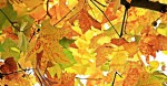 Automne