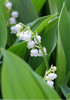 Muguet