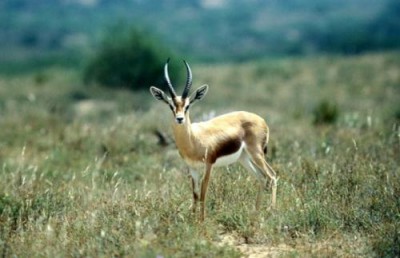 La gazelle en question